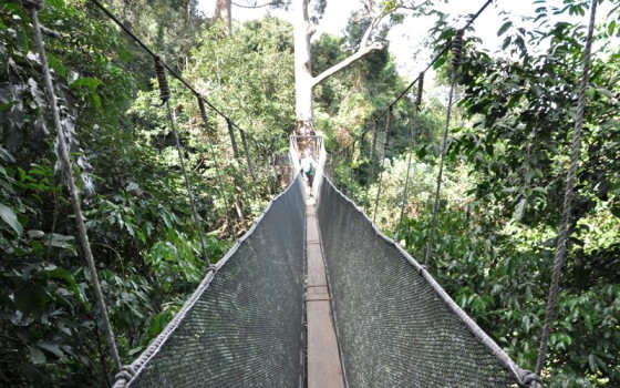Kinabalu Park and Poring Hot Spring